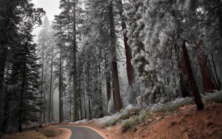 Forest road winter snow bare - both side of it free wallpaper