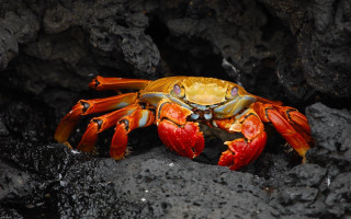 Yellow crab red legs rock - a crab free wallpaper