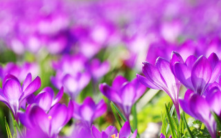 Purple flower bokeh garden macro 2 - green free wallpaper for desktop