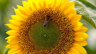 Bee sunflower green background summer - a bee free wallpaper