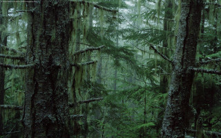 Mossy forest trees nature path - free forest wallpaper
