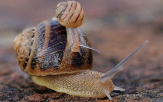 Snail surrealism macro blurry depthsky - a snail free wallpaper