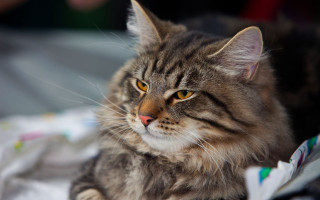 Surprised cat bed person regal - a person in the background free wallpaper