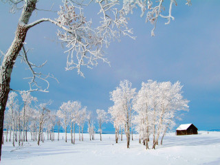 Snowy landscape cabin trees blue - the foreground free wallpaper