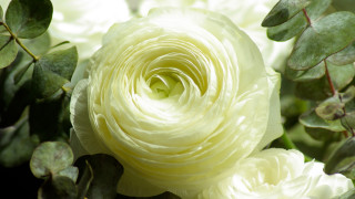 White flower green leaves stem - a green stem in the background free wallpaper