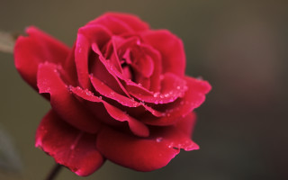 Red rose water droplets macro 44 - stem free wallpaper