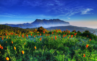 Field flowers mountains sunset blue - a field of flowers free wallpaper