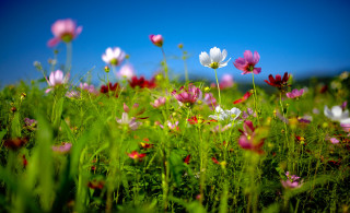 Flower field blurry sky pink - a field of flowers free wallpaper