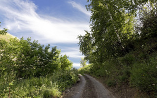 Dirt road trees sunny day - a dirt road free wallpaper