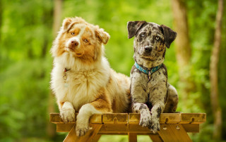 Dogs bench woods brown white - two dog free wallpaper