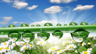 Green daisies water drops blue 2 - chris labrooy free wallpaper
