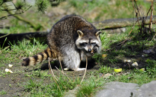 Raccoon grass outdoor nature blurry - a raccoon free wallpaper