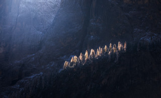 Mountain trees snow light foggy - a group of trees free wallpaper