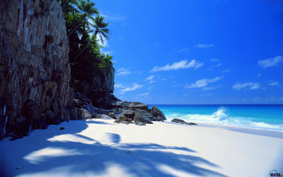 Beach rock wall palm trees - felipe seade free wallpaper