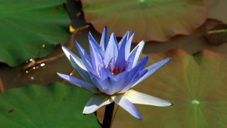 Blue water lily pond green - blanche hoschedé monet free wallpaper
