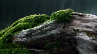 Moss covered log forest lake 2 - a moss free wallpaper