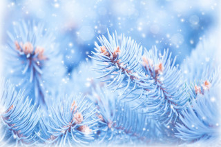 Pine tree snow bokeh winter - winter free wallpaper