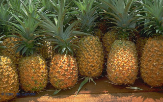 Pineapples store display case autumn - the shelf free wallpaper