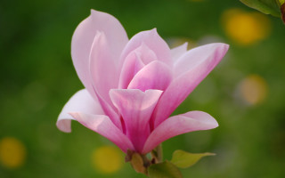 Pink lily green background yellow 3 - de hirsh margule free wallpaper