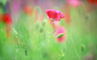 Pink flower green grass blurry - the foreground free wallpaper