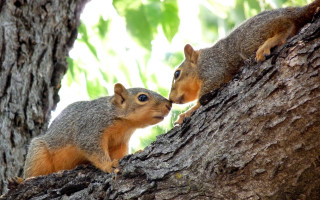 Squirrels kissing forest nature outdoors - the other free wallpaper