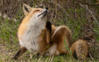Fox grass looking up open - bourgeoi free wallpaper