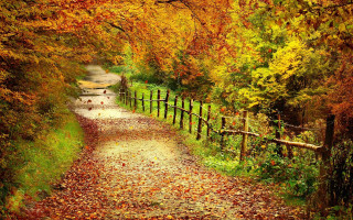 Autumn forest path fence leaves - a path free wallpaper