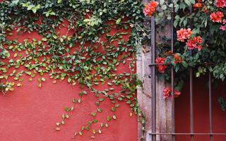 Red wall flower vines gate - a red wall free wallpaper