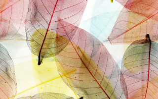Leaves yellow red center honeycomb - a red center free wallpaper