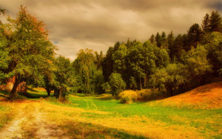 Dirt road grassy field trees 5 - a grassy field free wallpaper