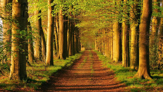 Dirt road fall trees leaves 3 - a dirt road free wallpaper