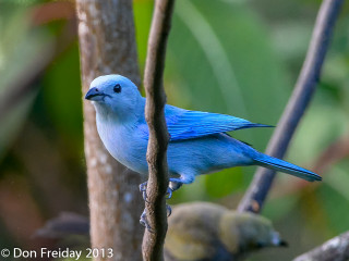 Blue bird perched branch tree - a blue bird free wallpaper