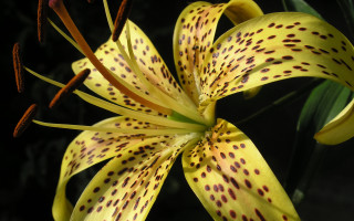 Yellow flower black spots green - a green leafy background free wallpaper