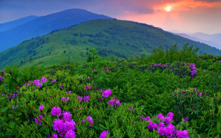 Mountain flower sunset clouds nature - the foreground and a sunset in the background free wallpaper