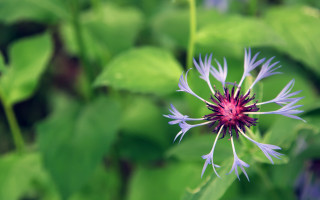 Purple flower green leaves blurry 9 - a purple flower free wallpaper