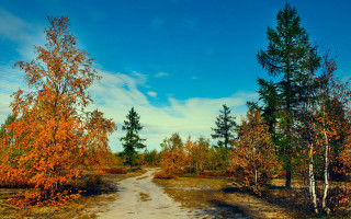 Dirt road trees grass blue - a blue sky in the background free wallpaper for desktop