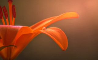 Flower drop macro art photography - the flower free wallpaper