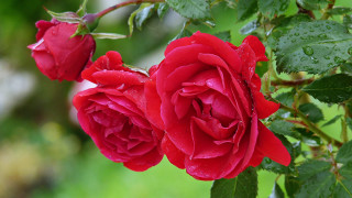 Red roses water droplets blurry - two red rose free wallpaper