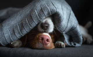 Dog hiding blanket couch illusion - under a blanket free wallpaper