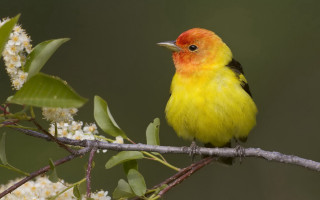 Yellow bird red head branch - a branch free wallpaper