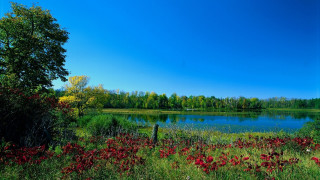 Lake forest redflowers sunny impressionist - cao zhibai free wallpaper