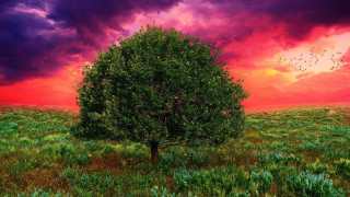 Tree sunset birds field mountain 2 - a sunset in the background and birds free wallpaper