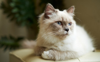 White cat blue eyes serious 2 - a serious look free wallpaper