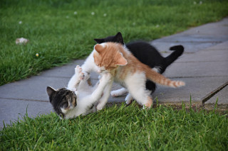 Cats playing outdoors orange white - outside free wallpaper