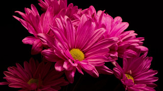 Pink flower vase macro art - a vase free wallpaper