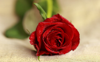 Red rose water droplets macro 38 - a single red rose free wallpaper