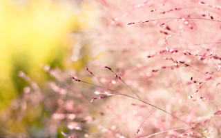 Pink flower cherry blossoms spring 2 - a yellow sky free wallpaper