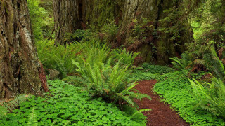 Lush green forest path with - andy goldsworthy free wallpaper