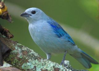 Blue bird perched branch moss - moss free wallpaper