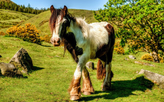 Horse long hair grassy hill - david ramsay hay free wallpaper